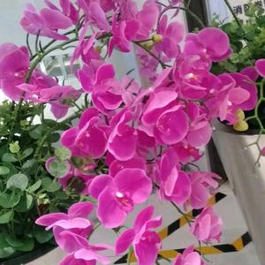 莲三姐头像