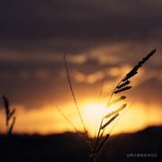 cv_master的个人资料头像