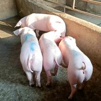 华南种猪繁育梦旭养殖场头像