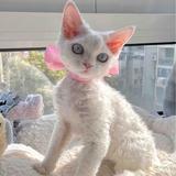 猫七七七吖头像