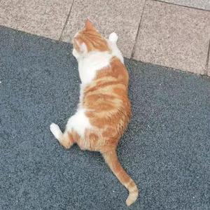飞翔的小猪xg头像