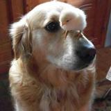 🚌 🚌 🚌 皮蛋头像