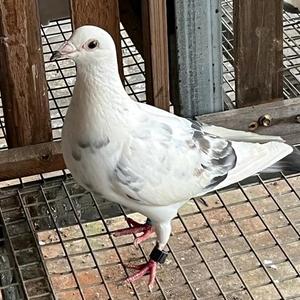 深圳阳台赛鸽小伙头像