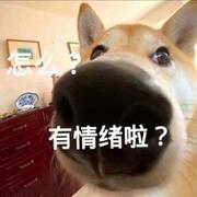 海盗船长说他要扬帆起航的个人资料头像