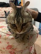 超级中不会写代码的个人资料头像