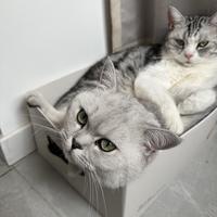 栗子小超人头像