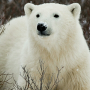 c橙橙橙的个人资料头像