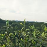 信阳毛尖X011头像