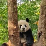 岗神头像