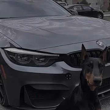 拍车的老炮儿头像