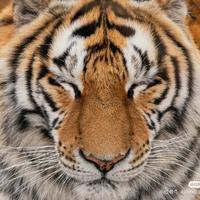 L挥剑下江南头像