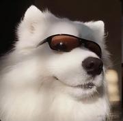 丫大神的个人资料头像