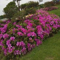 清风若凡5F9F头像