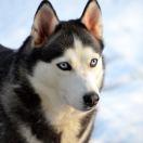 Yexingyuan的个人资料头像