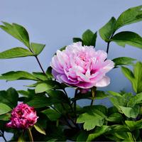 行者一轮子头像