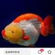 兰寿鱼哥 · 发现运动版车主·车龄2年头像