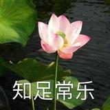初空月陆头像