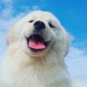 理想三旬736的个人资料头像