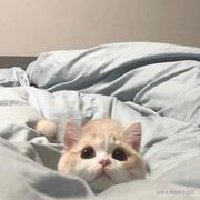 肘子123的个人资料头像