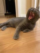 lengfangbing的个人资料头像