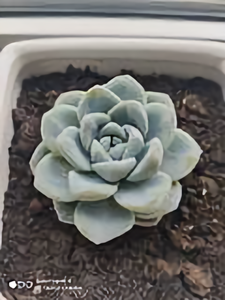 美食达人赵芯头像