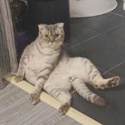 DOMINICLEO的个人资料头像