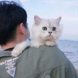 Y、头像