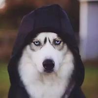 来福pro旺财plus头像