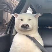 qmqm的个人资料头像