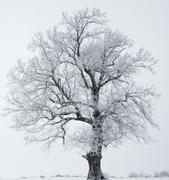zz没bug的个人资料头像