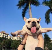 大眼袋兜兜的个人资料头像