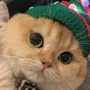 lumen128的个人资料头像