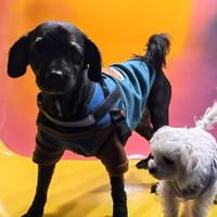 手机用户k行者头像