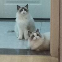 不知名家庭厨师头像