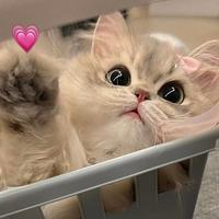 牟小猪的Toycar头像