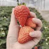 余香芳菲头像