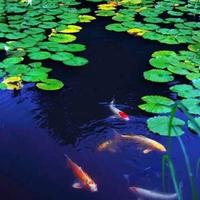 山深日易斜头像