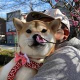 鹏头像