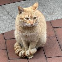 热情的小猫Ewq头像