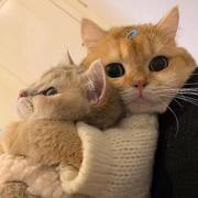 Tricloud的个人资料头像