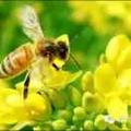 蜜蜂334头像