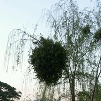 小锅米酒265头像