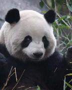 凝渊的个人资料头像