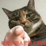 狗子控股头像