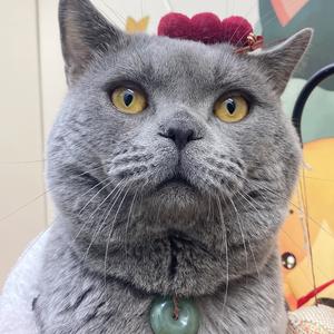 晶晶家的猫头像