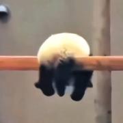 热辣香骨鸡蟹蟹的个人资料头像