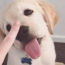 我是卖报的小行家_前端的个人资料头像