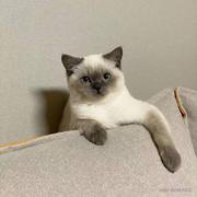 顾大壮的个人资料头像