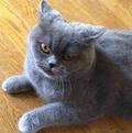 不发疯的猫头像