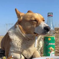 人类高质量亚索头像